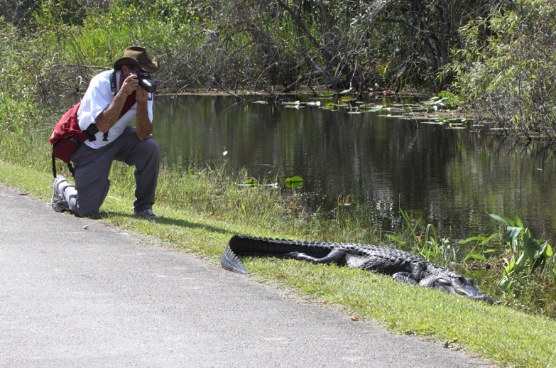 gator